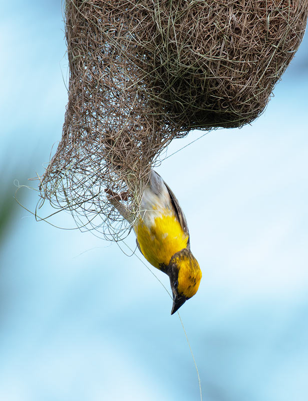 Webvogel am hängenden Nest auf Baum